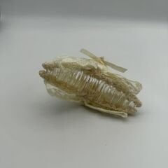 Krem Dantel Fiyonk Detaylı Mandal Toka